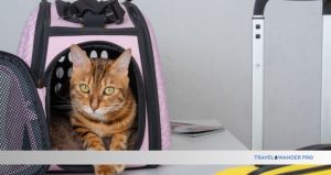 Read more about the article Tips for Traveling With Pets: Essential Hacks for Stress-Free Trips