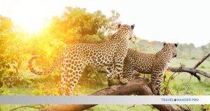 Read more about the article Top Destinations for Wildlife Lovers: Ultimate Spots to Explore Nature
