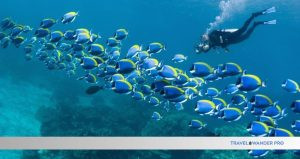 Read more about the article Best Diving Spots in the World: Ultimate Guide to Top Underwater Adventures