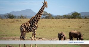 Read more about the article Best Wildlife Safari Destinations: Top Untamed Adventures Revealed