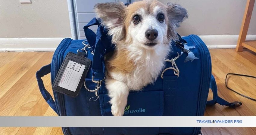 how to choose a travel bag for pets